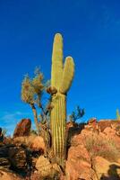 Saguaro Cactus Carnegiea gigantea in desert, giant cactus against a blue sky in winter in the desert of Arizona, USA photo