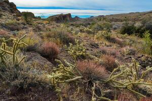 Cacti in a mountain valley, Teddy bear cholla Cylindropuntia bigelovii, Arizona photo