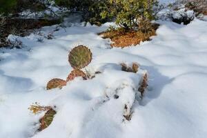 Cacti Opuntia sp. in the snow, cold winter in nature, desert plants survive frost in the snow photo