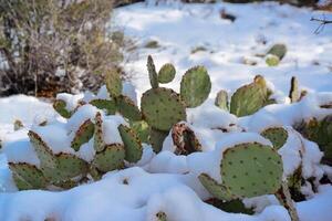 Cacti Opuntia sp. in the snow, cold winter in nature, desert plants survive frost in the snow photo