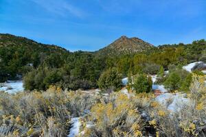 Coniferous forest and various cold-hardy plants and cacti in the mountains in Arizona photo