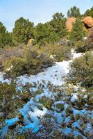 Cacti Opuntia sp. in the snow, cold winter in nature, desert plants survive frost in the snow photo