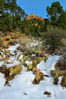 Cacti Opuntia sp. in the snow, cold winter in nature, desert plants survive frost in the snow photo