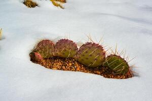 Cacti Opuntia sp. in the snow, cold winter in nature, desert plants survive frost in the snow photo
