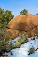 Cacti Opuntia sp. in the snow, cold winter in nature, desert plants survive frost in the snow photo