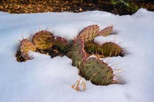 Cacti Opuntia sp. in the snow, cold winter in nature, desert plants survive frost in the snow photo