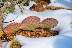 Cacti Opuntia sp. in the snow, cold winter in nature, desert plants survive frost in the snow photo