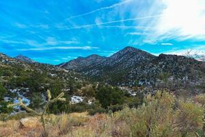 Coniferous forest and snow-capped mountains against a blue sky, frost-resistant cacti photo