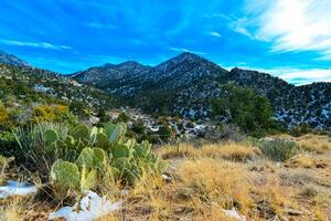 Coniferous forest and snow-capped mountains against a blue sky, frost-resistant cacti photo