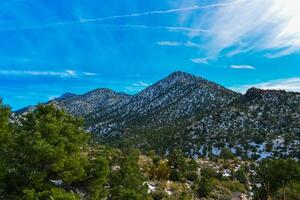 Coniferous forest and snow-capped mountains against a blue sky, frost-resistant cacti photo