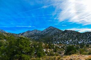 Coniferous forest and snow-capped mountains against a blue sky, frost-resistant cacti photo