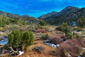 Coniferous forest and snow-capped mountains against a blue sky, frost-resistant cacti photo