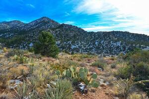 Coniferous forest and snow-capped mountains against a blue sky, frost-resistant cacti photo