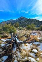 Coniferous forest and snow-capped mountains against a blue sky, frost-resistant cacti photo