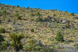 Mountainside densely overgrown with prickly pear cacti and lone conifers in Arizona photo