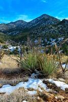 Coniferous forest and snow-capped mountains against a blue sky, frost-resistant cacti photo