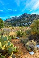 Coniferous forest and snow-capped mountains against a blue sky, frost-resistant cacti photo