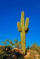 Saguaro Cactus Carnegiea gigantea in desert, giant cactus against a blue sky in winter in the desert of Arizona, USA photo