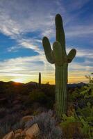 Saguaro Cactus Carnegiea gigantea in desert, giant cactus against a blue sky in winter in the desert of Arizona, USA photo