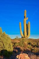 Saguaro Cactus Carnegiea gigantea in desert, giant cactus against a blue sky in winter in the desert of Arizona, USA photo