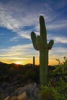 Saguaro Cactus Carnegiea gigantea in desert, giant cactus against a blue sky in winter in the desert of Arizona, USA photo