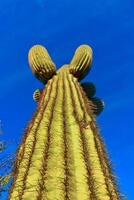 Saguaro Cactus Carnegiea gigantea in desert, giant cactus against a blue sky in winter in the desert of Arizona, USA photo