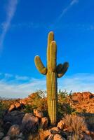 Saguaro Cactus Carnegiea gigantea in desert, giant cactus against a blue sky in winter in the desert of Arizona, USA photo