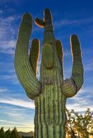 Saguaro Cactus Carnegiea gigantea in desert, giant cactus against a blue sky in winter in the desert of Arizona, USA photo