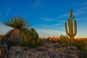 Saguaro Cactus Carnegiea gigantea in desert, giant cactus against a blue sky in winter in the desert of Arizona, USA photo