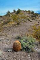 Pancake prickly pear, dollarjoint prickly pear Opuntia chlorotica and Ferocacrus, cacti in the winter in the mountains. Arizona cacti photo
