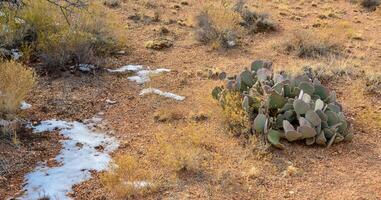 Cacti Opuntia sp. in the snow, cold winter in nature, desert plants survive frost in the snow photo