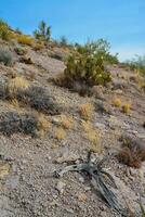 Pancake prickly pear, dollarjoint prickly pear Opuntia chlorotica, cacti in the winter in the mountains. Arizona cacti photo