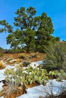 Cacti Opuntia sp. in the snow, cold winter in nature, desert plants survive frost in the snow photo