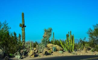 Different types of prickly pear cacti in a botanical garden in Phoenix, Arizona photo