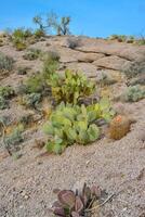 Pancake prickly pear, dollarjoint prickly pear Opuntia chlorotica and Ferocacrus, cacti in the winter in the mountains. Arizona cacti photo