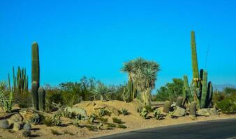 Different types of prickly pear cacti in a botanical garden in Phoenix, Arizona photo