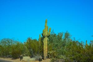 Different types of prickly pear cacti in a botanical garden in Phoenix, Arizona photo