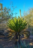 A group of succulent plants Agave and in the botanical garden of Phoenix, Arizona, USA photo