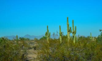 Different types of prickly pear cacti in a botanical garden in Phoenix, Arizona photo