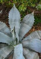 Agave in a botanical garden in the city of Phoenix, Arizona photo