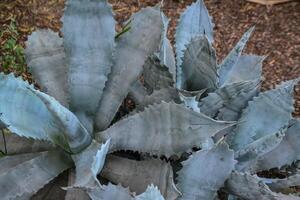 Agave in a botanical garden in the city of Phoenix, Arizona photo