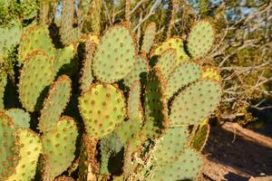 A group of succulent plants of Opuntia cacti in the Phoenix Botanical Garden, Arizona, USA photo