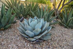 Agava Succulents Group at Phoenix Botanic Garden, Arizona photo