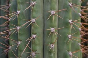 Arizona cacti. A view looking up a Saguaro cactus Carnegiea gigantea photo