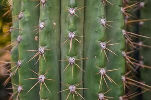 Arizona cacti. A view looking up a Saguaro cactus Carnegiea gigantea photo