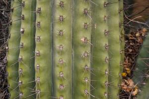 Arizona cacti. A view looking up a Saguaro cactus Carnegiea gigantea photo