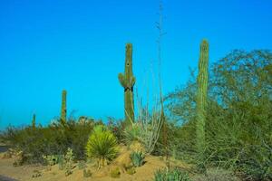 Different types of prickly pear cacti in a botanical garden in Phoenix, Arizona photo