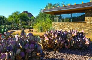 USA, PHENIX, ARIZONA- NOVEMBER 17, 2019 Different types of prickly pear cacti in a botanical garden in Phoenix, Arizona photo