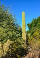 Arizona cacti. A view looking up a Saguaro cactus Carnegiea gigantea from its base photo