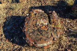 The trunks of petrified trees, multi-colored crystals of minerals. Petrified Forest National Park, Arizona photo